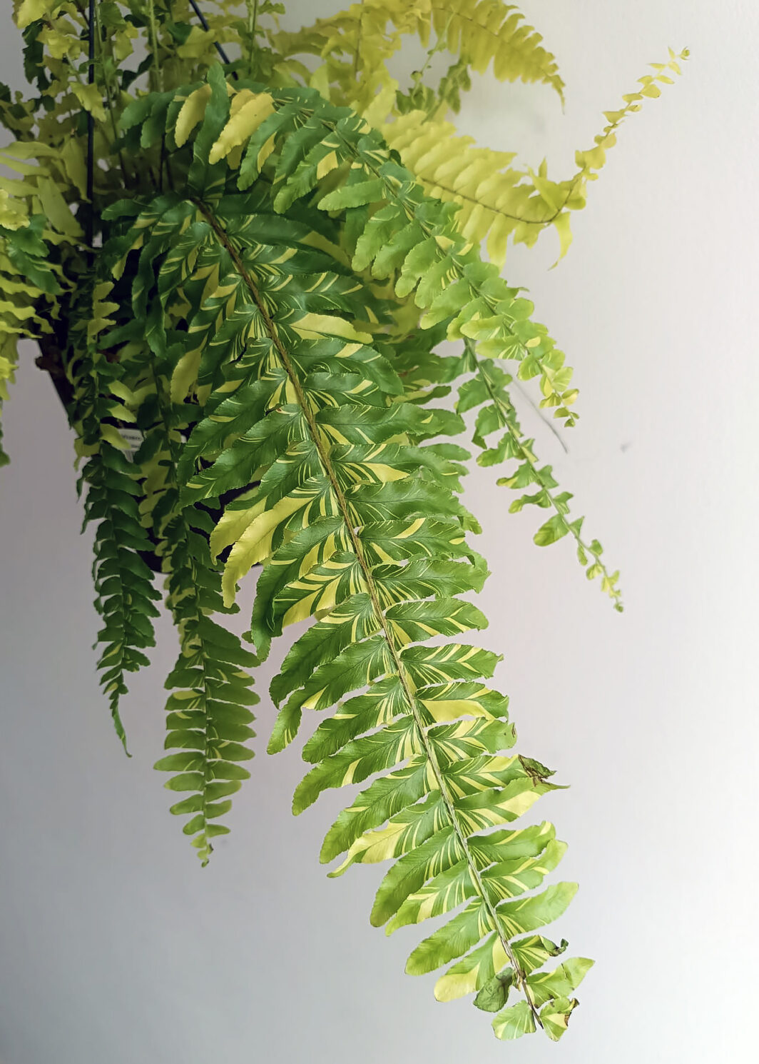 Nephrolepis exaltata variegata XL