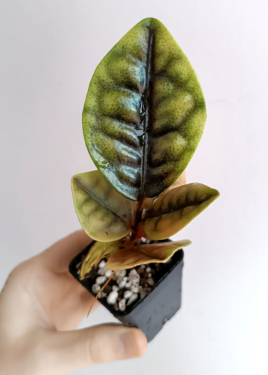 Peau de rhinocéros Labisia