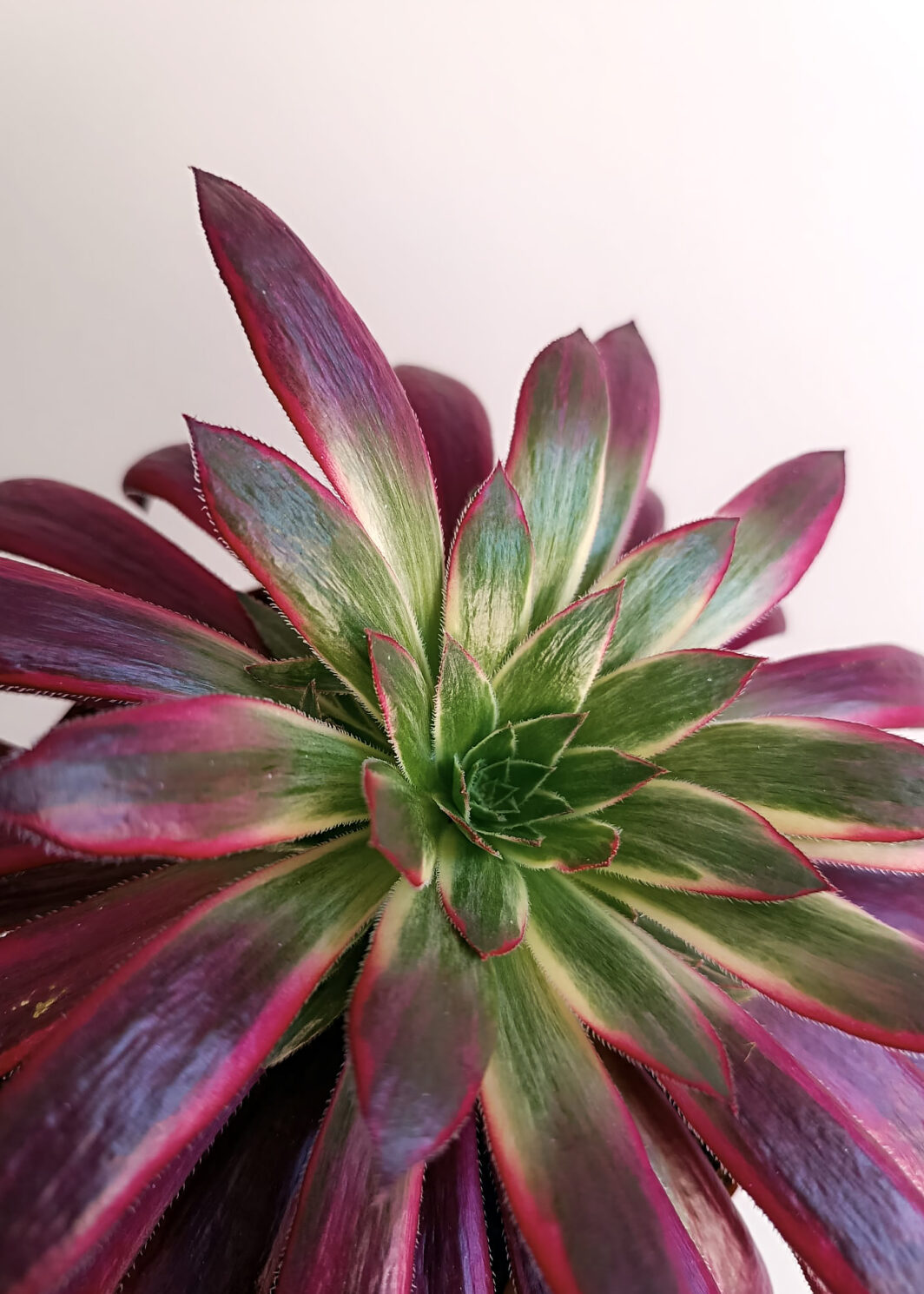 Aeonium Black Magic variegata