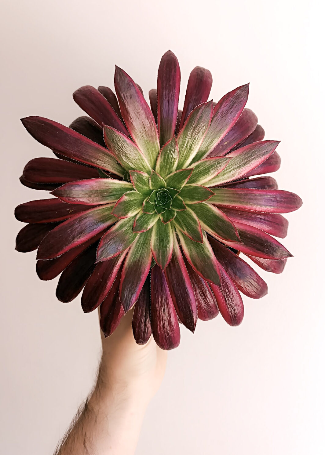 Aeonium Black Magic variegata