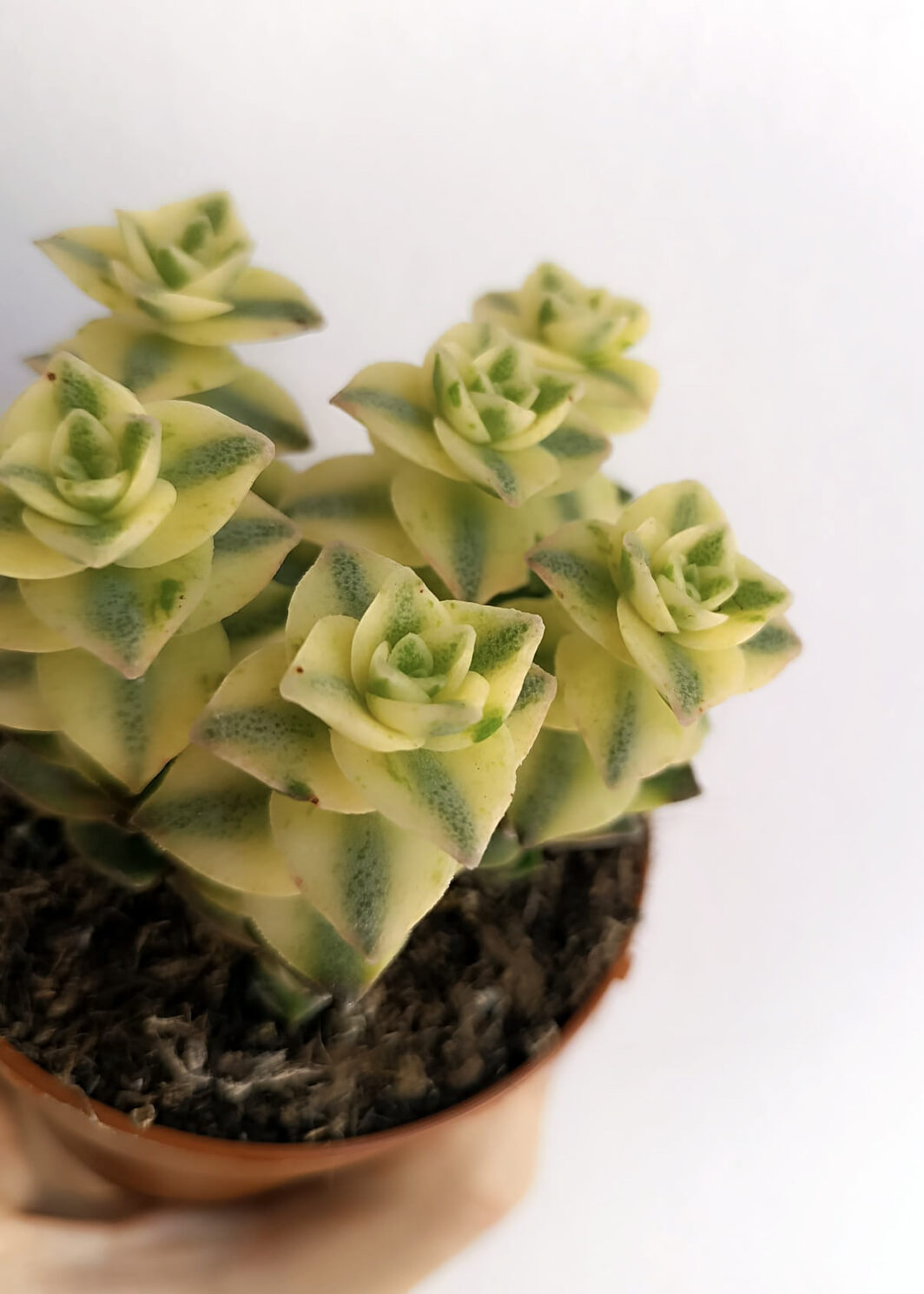 Crassula perforata variegata