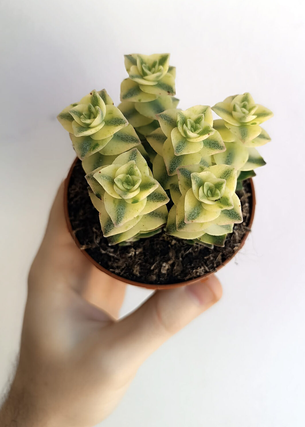 Crassula perforata variegata