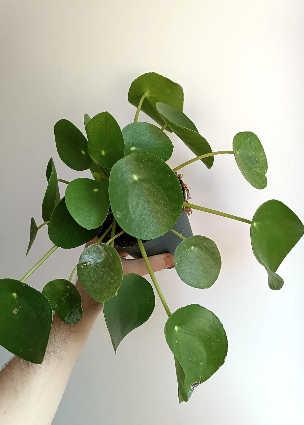 Pilea peperomioides