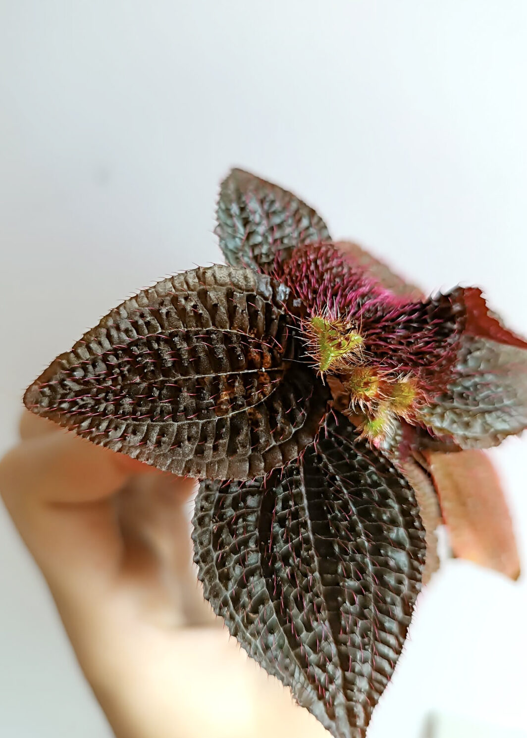 Triolena involucrata Red