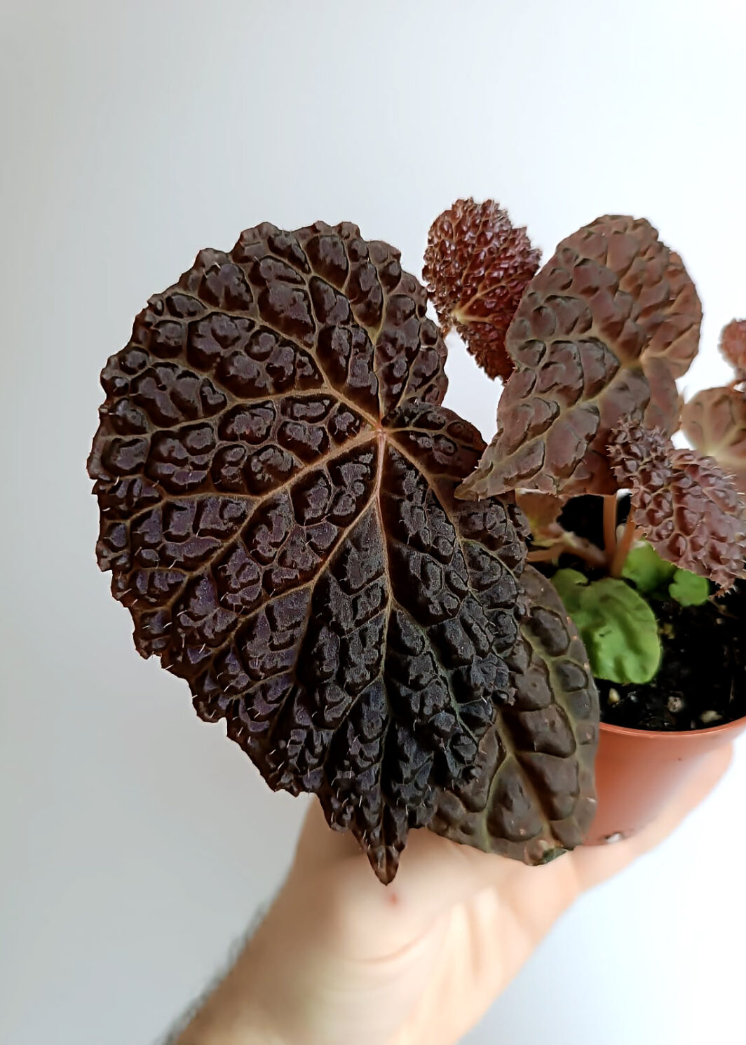 Begonia baik x dracopelta