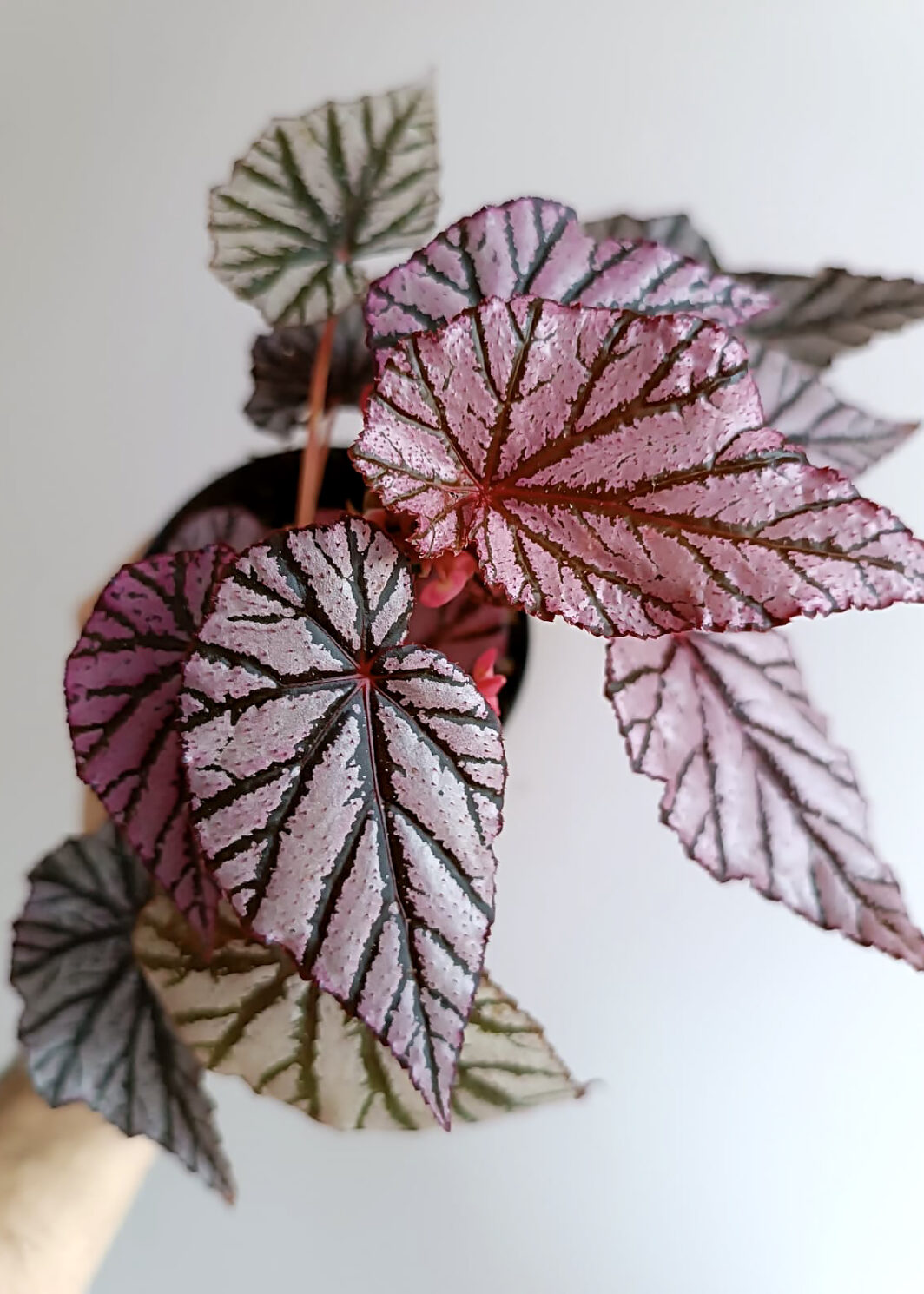 Begonia Ashura