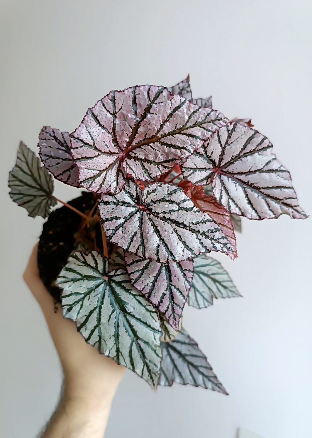 Begonia Ashura