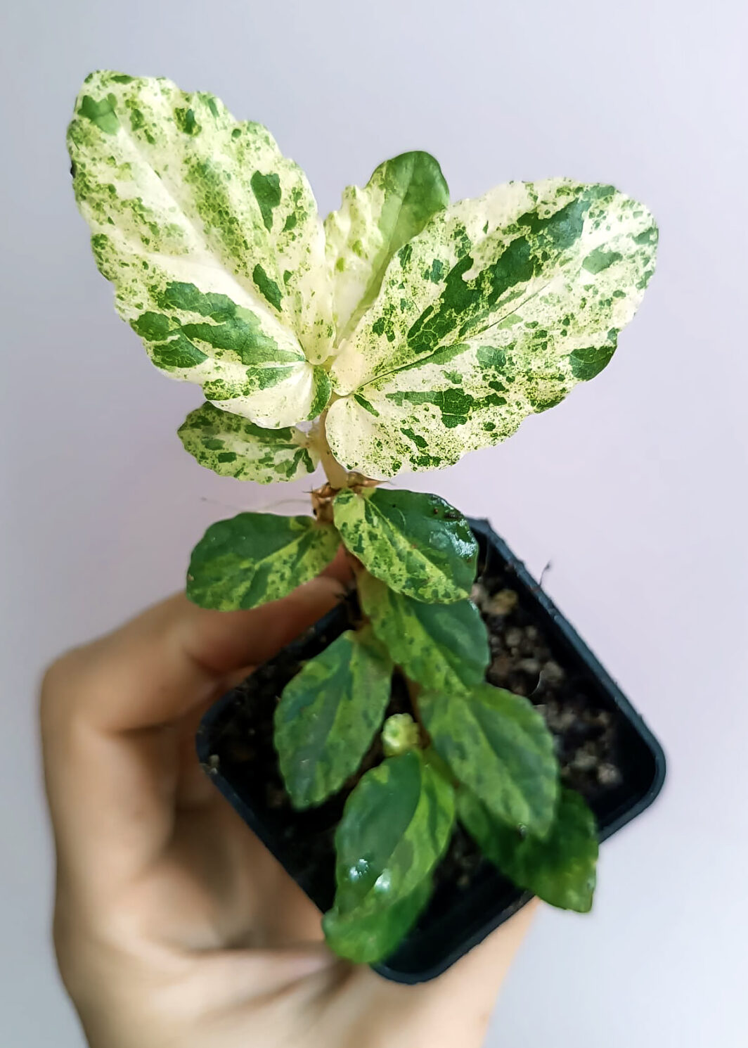 Pellionia repens variegata