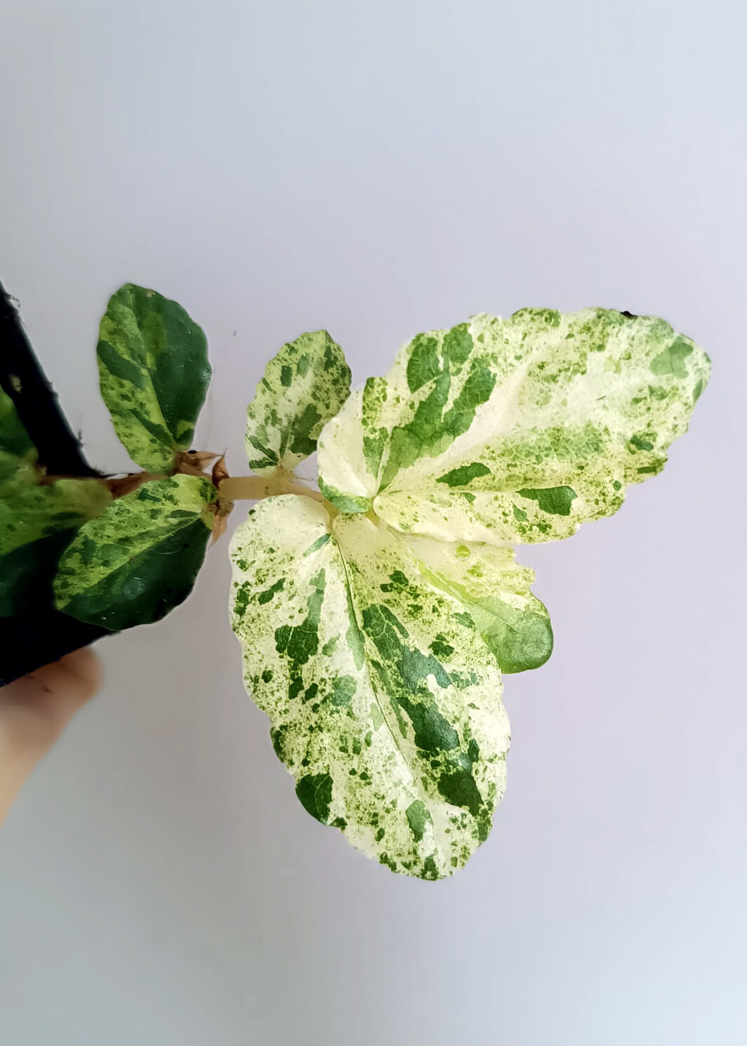 Pellionia repens variegata