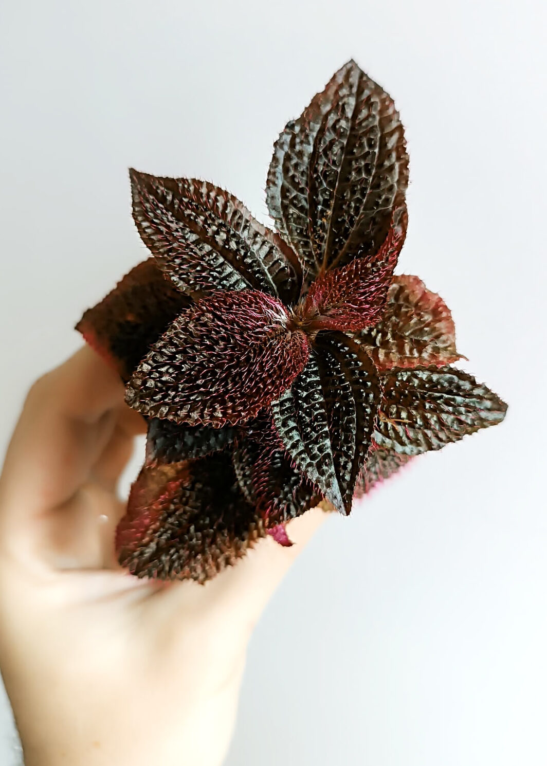 Triolena involucrata Red