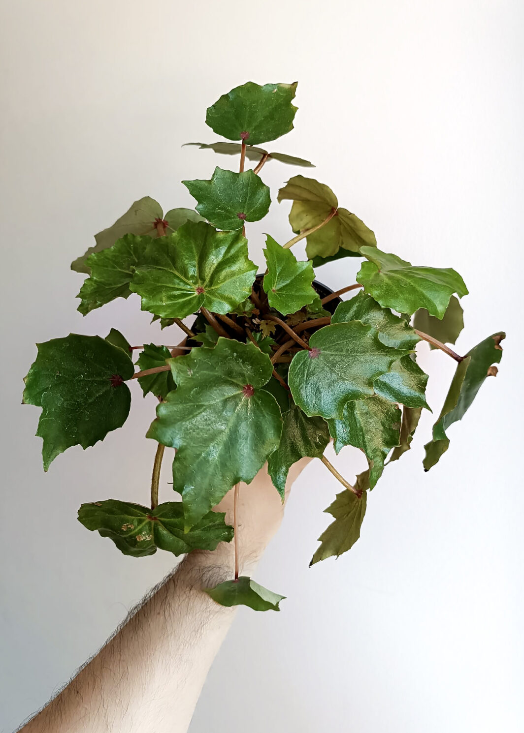 Begonia crassicaulis x conchifolia