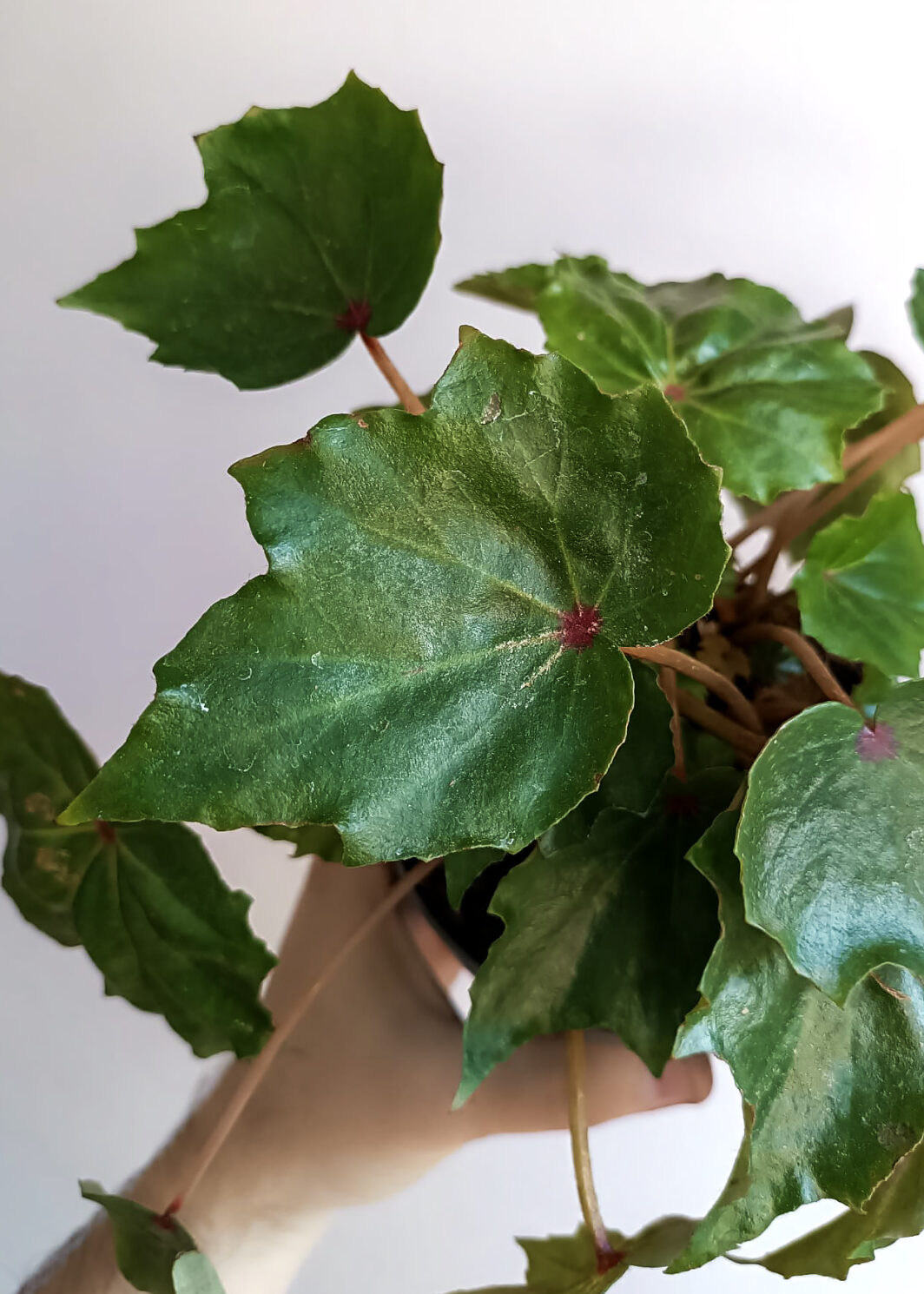 Begonia crassicaulis x conchifolia
