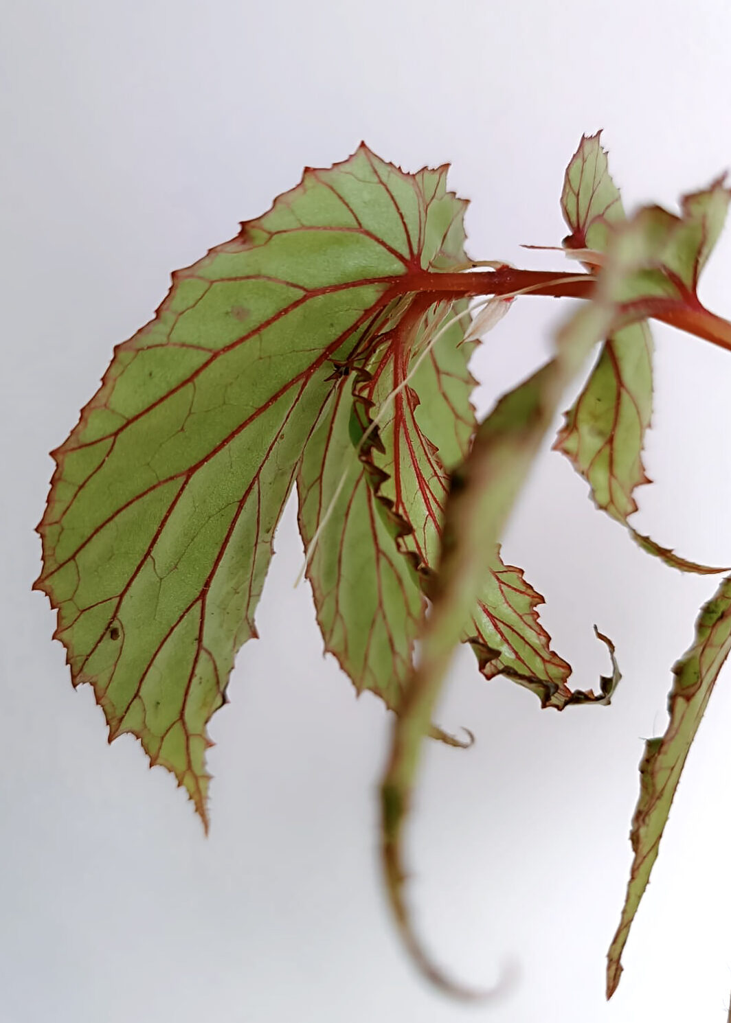 Begonia wrayi