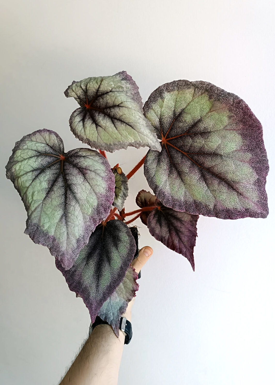Begonia Flamingo Soul XL