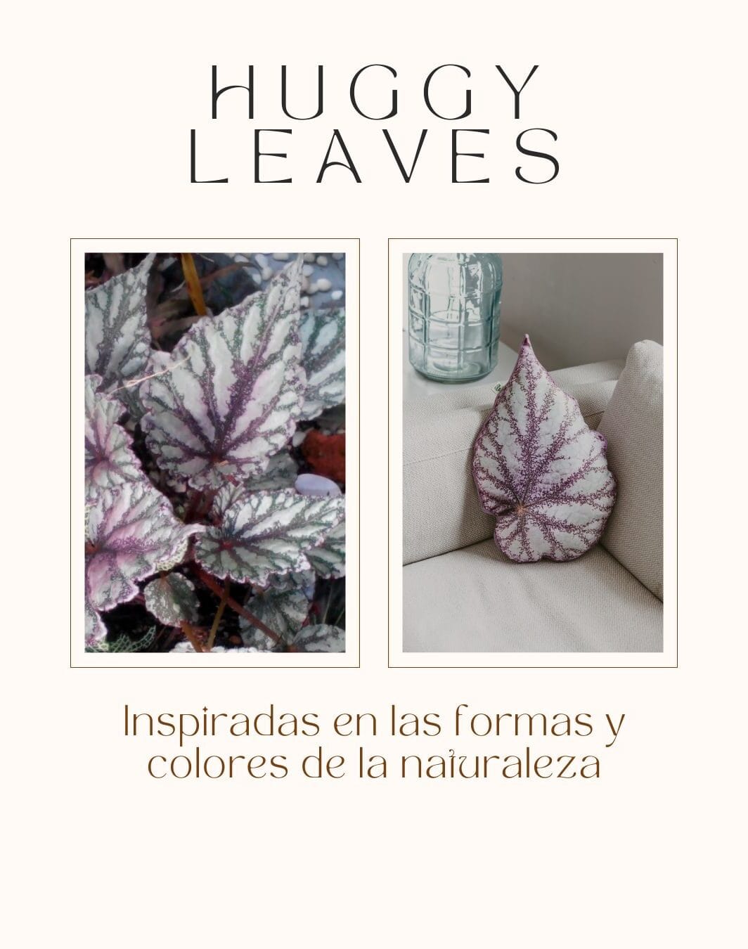 huggy leaves begonia rex