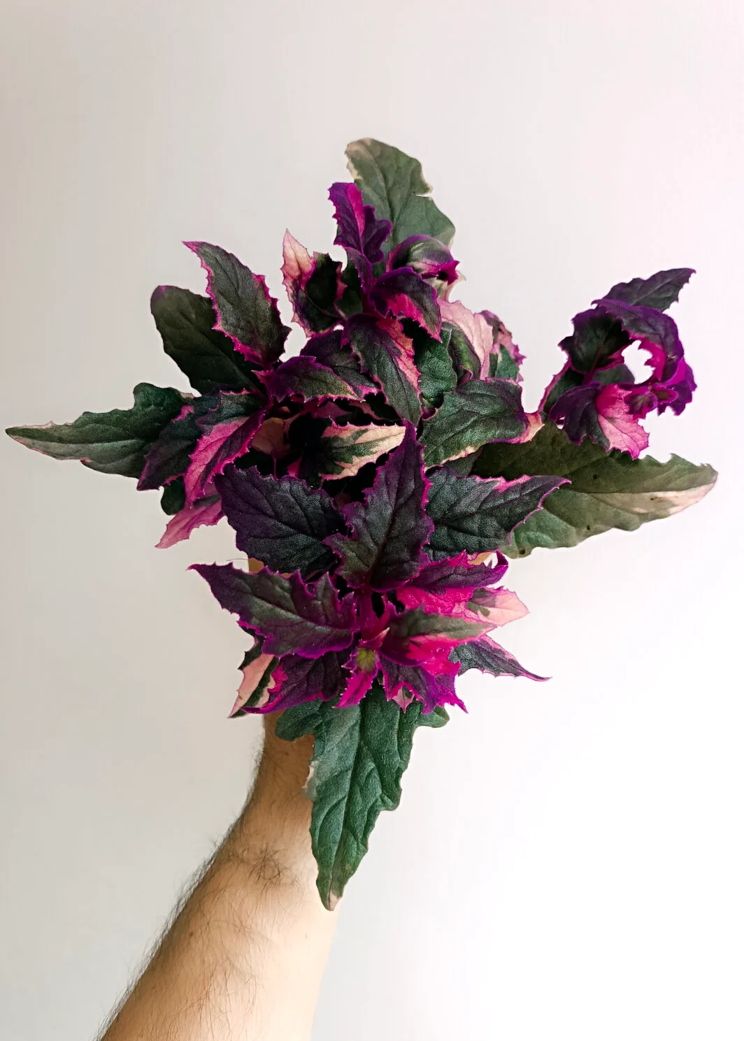 Gynura Purple Passion Variegata