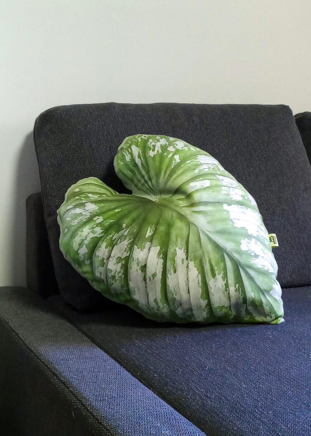 Huggy Leaf – Philodendron mamei