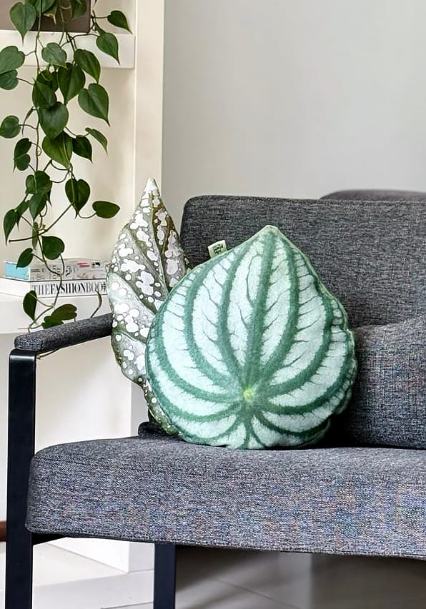 Huggy Leaf – Peperomia watermelon