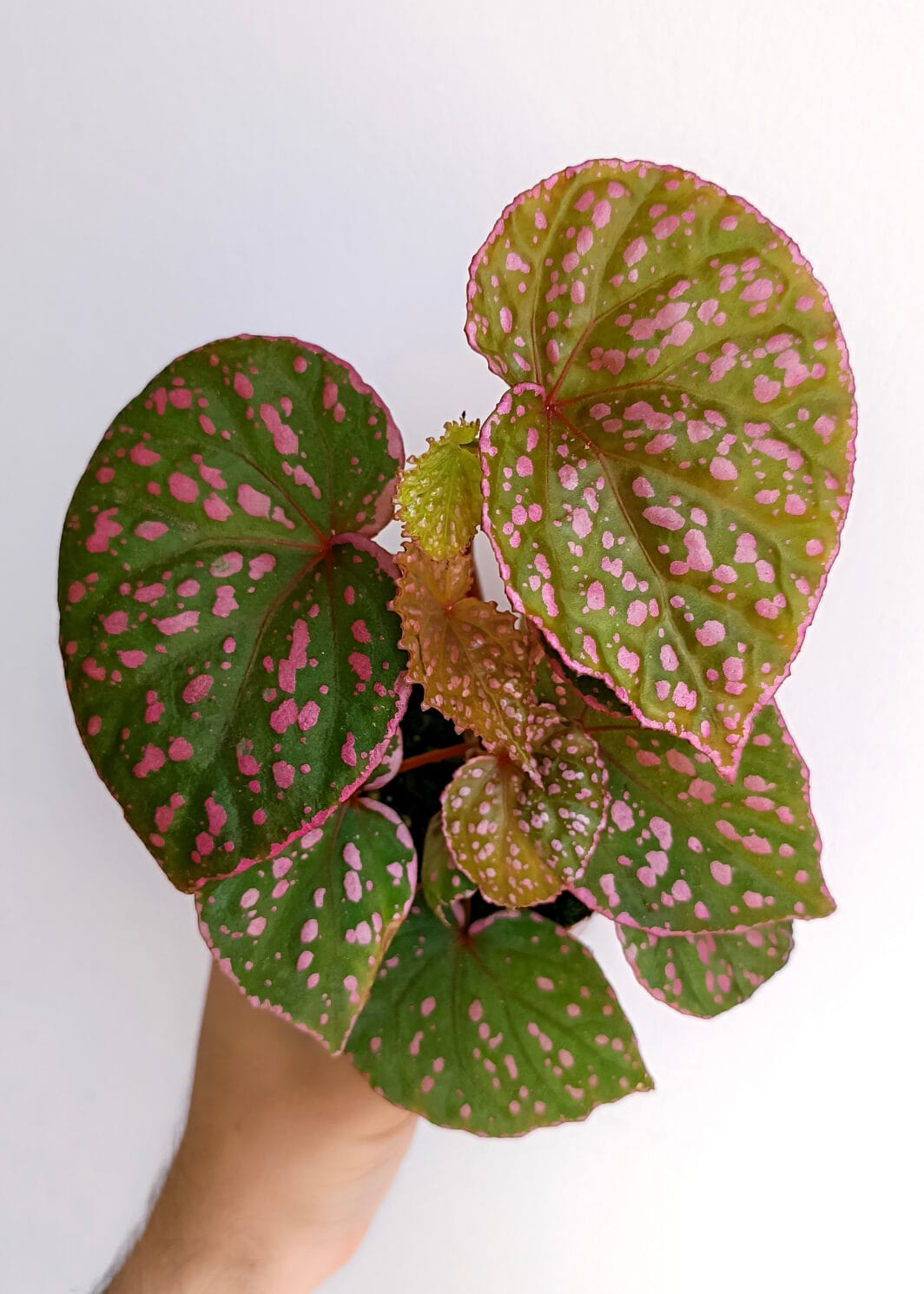 Begonia roseopunctata