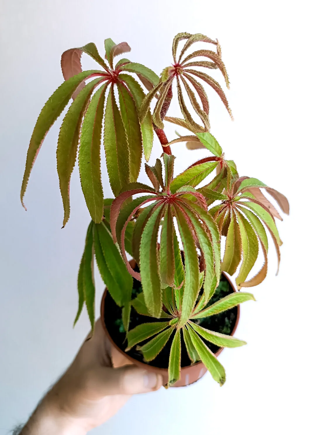 Begonia luxurians