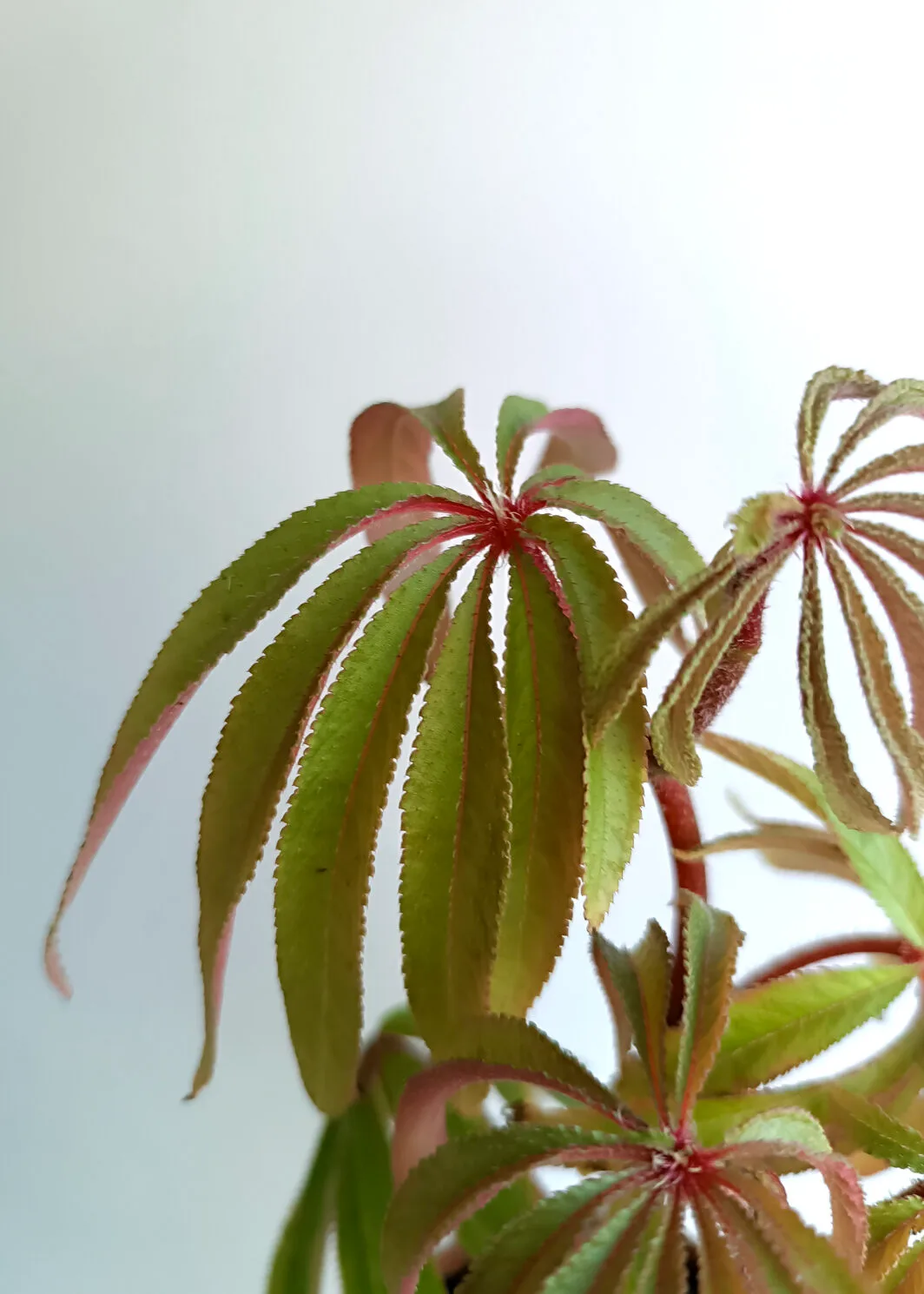 Begonia luxurians