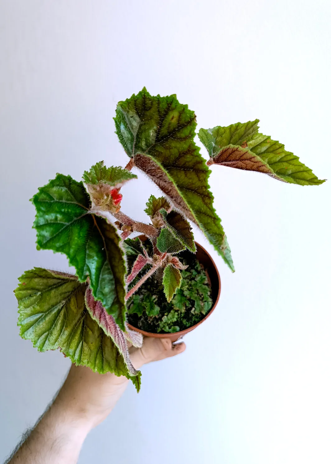 metallic begonia