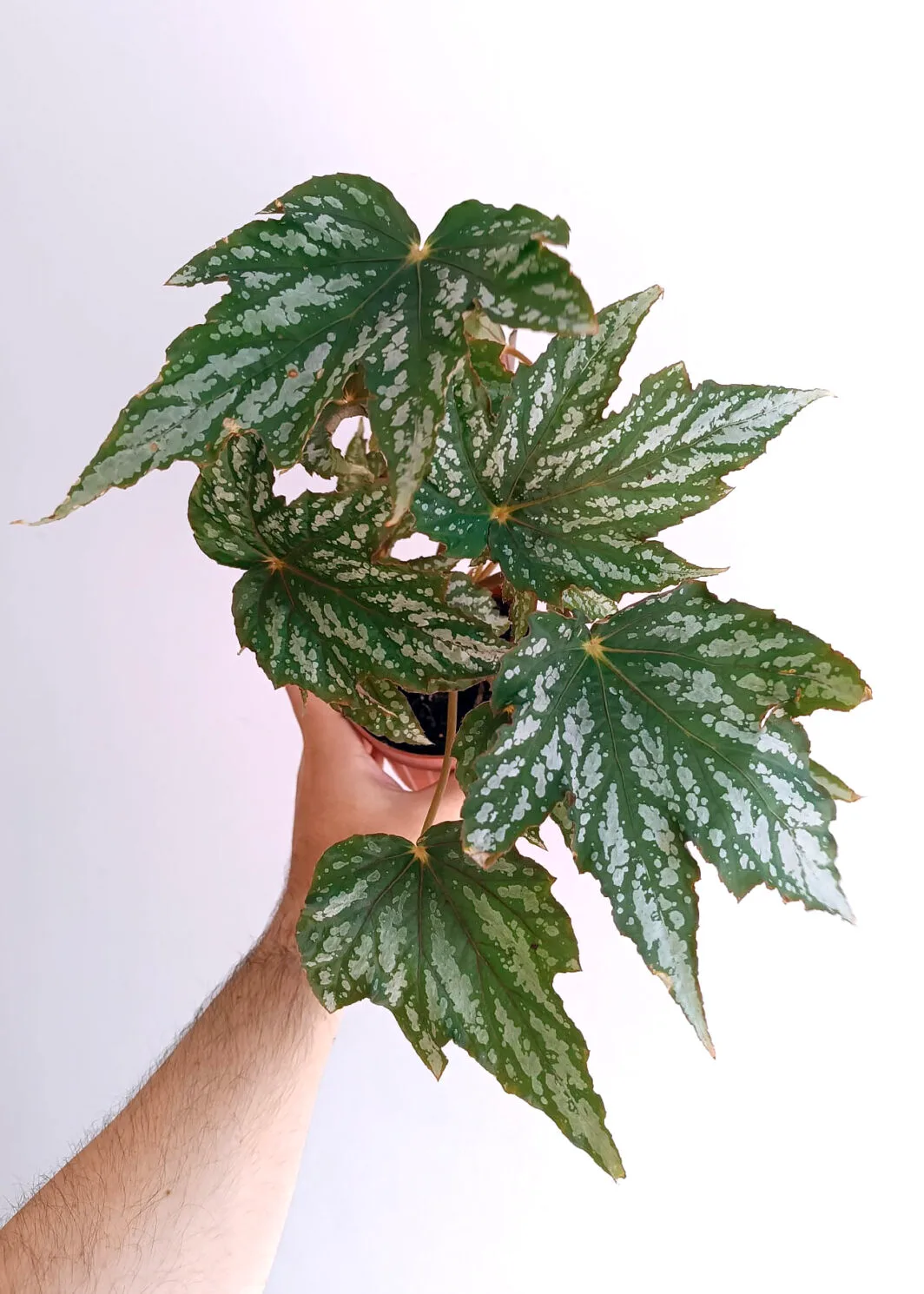 Begonia headband