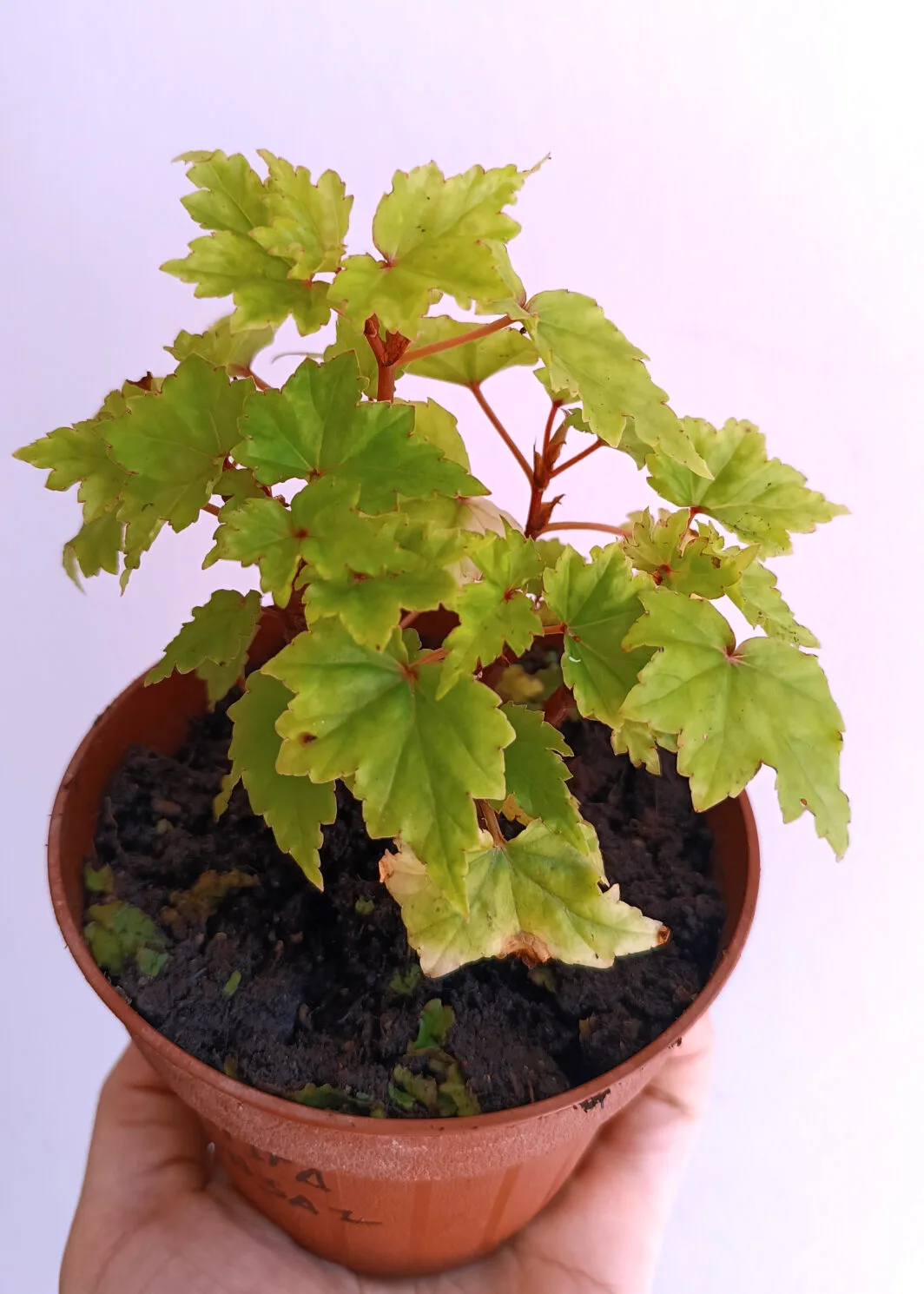 begonia dregei