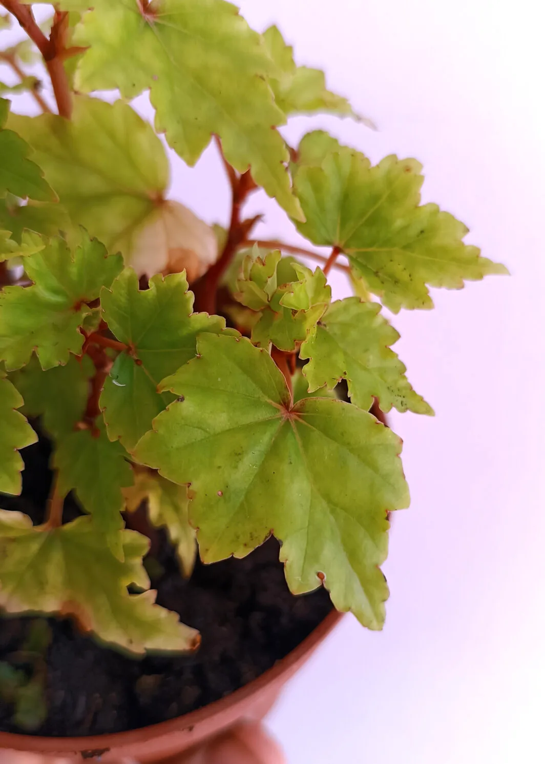 begonia dregei