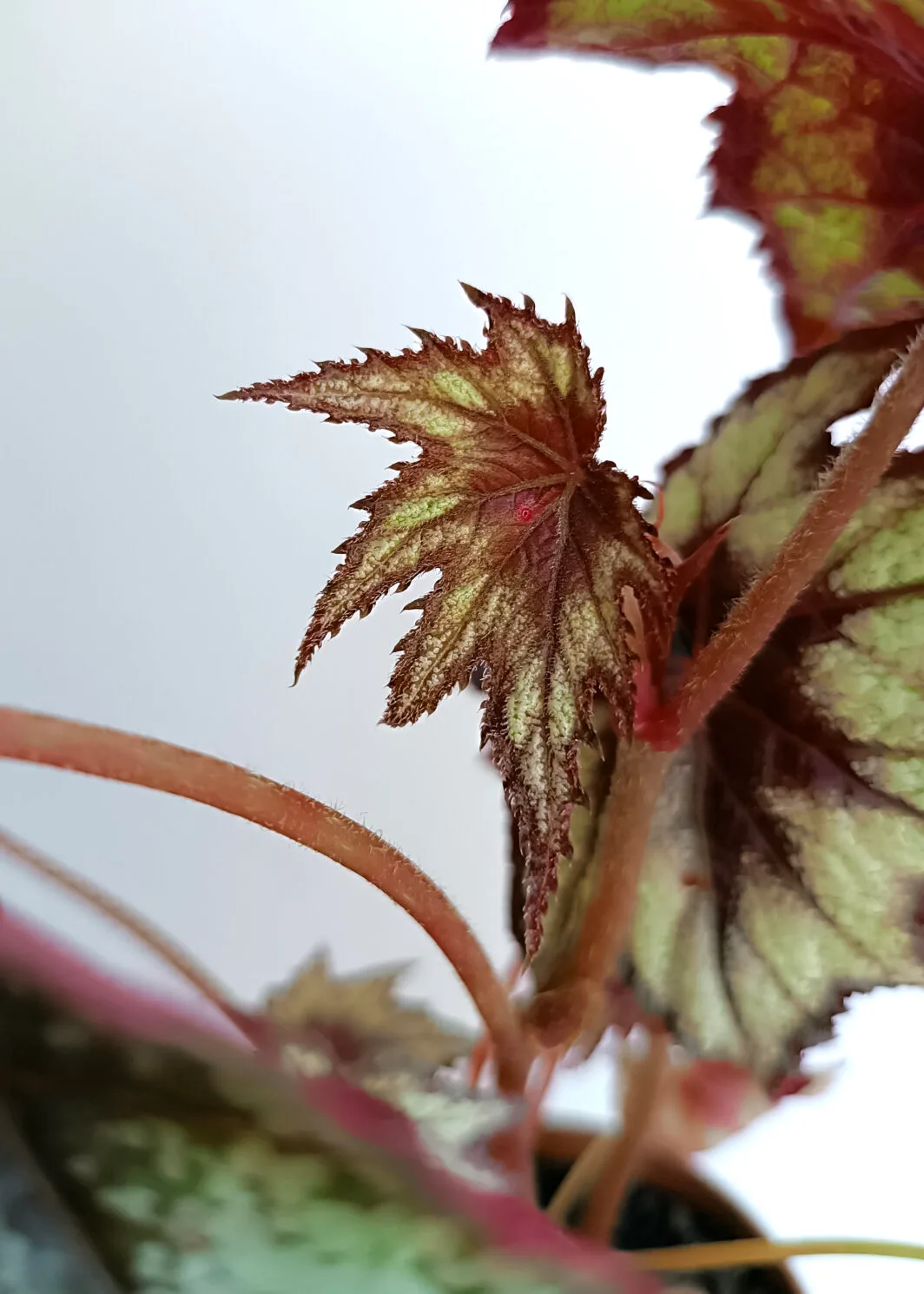 Begonia Little Brother Montgomery