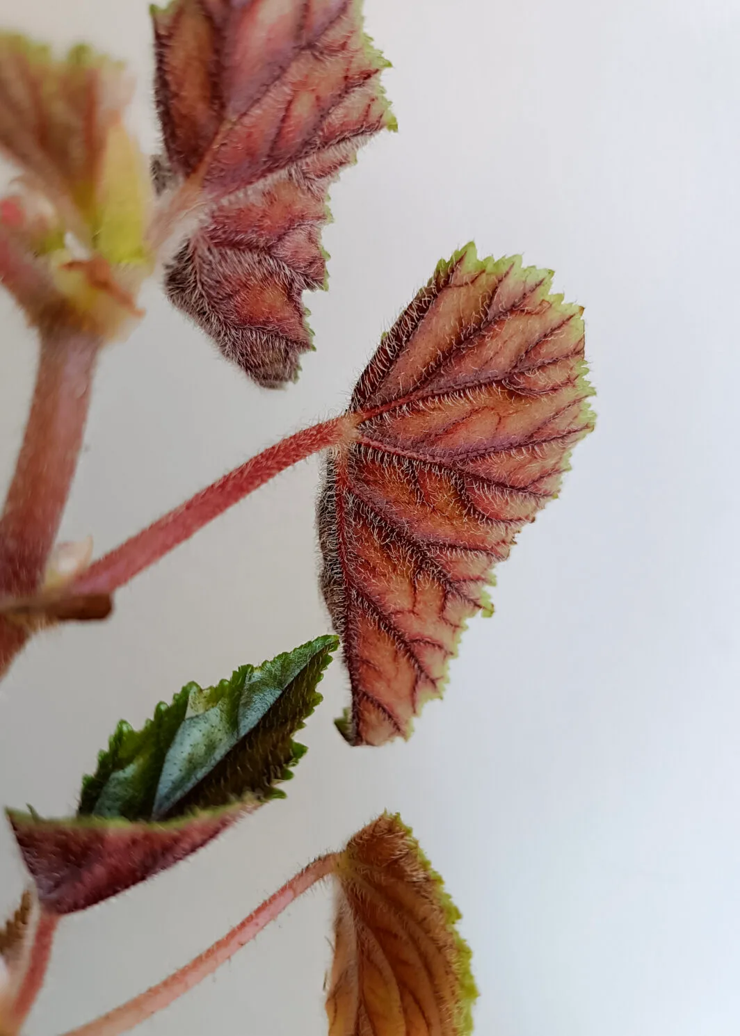 metallic begonia